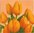 Tulipanes naranjas